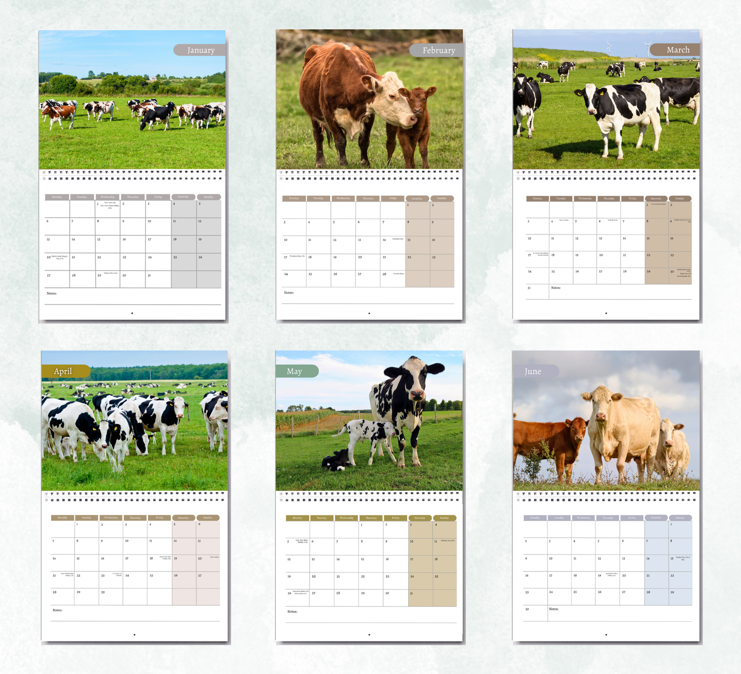 Cows Calendar 2026