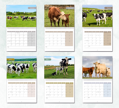 Cows Calendar 2026