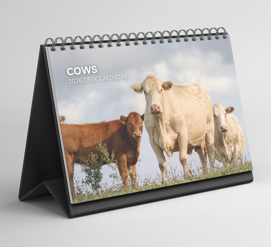 Cows Desk Calendar 2026-2027