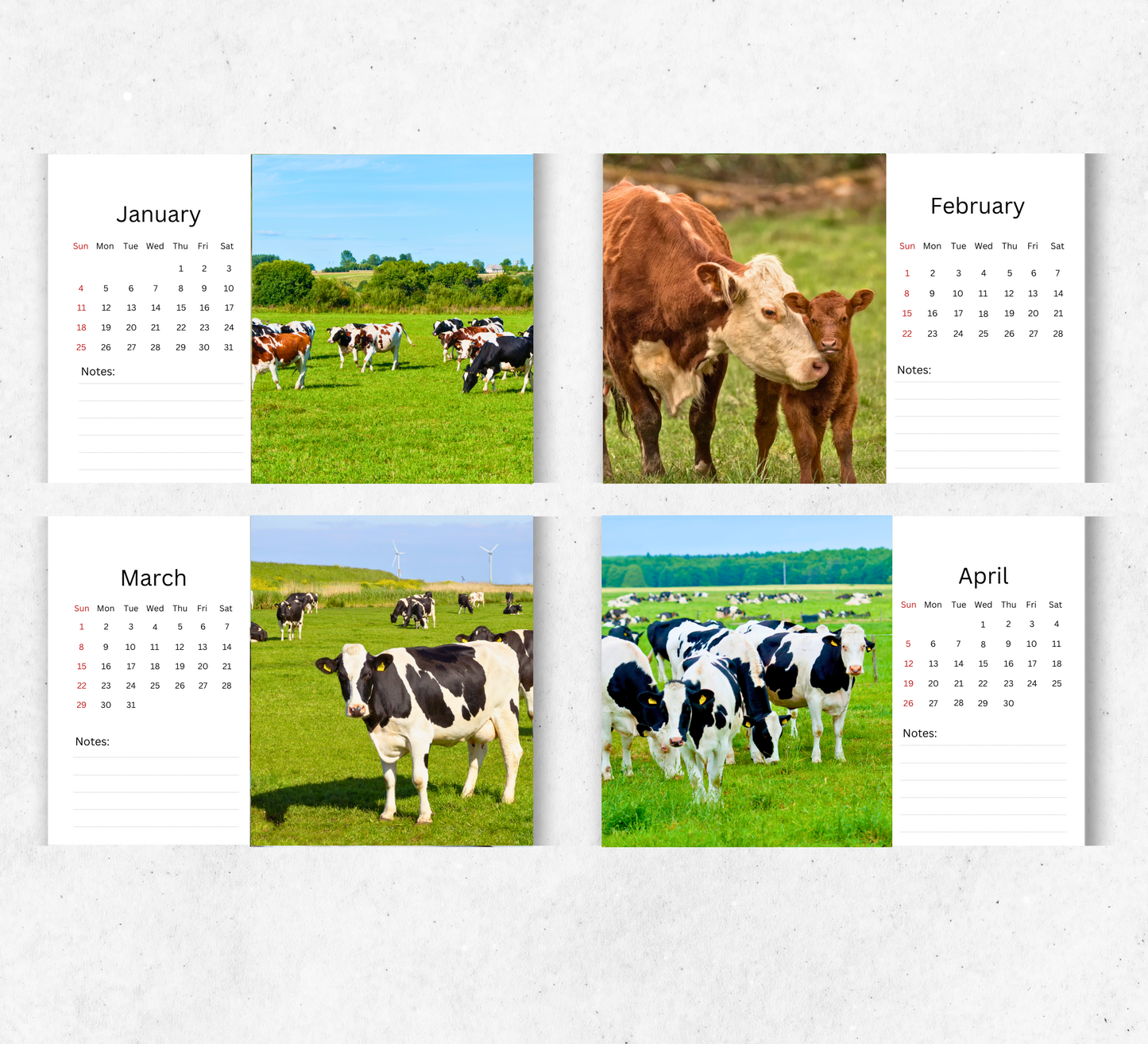 Cows Desk Calendar 2026-2027