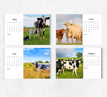 Cows Desk Calendar 2026-2027