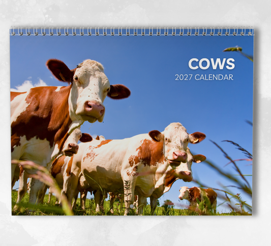 Cow Calendar 2027