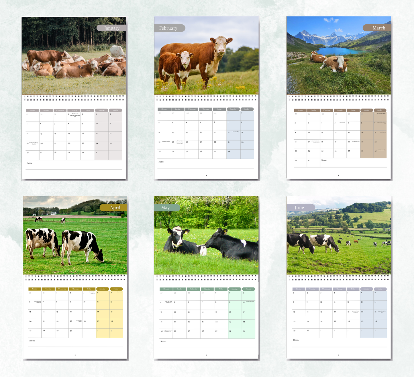 Cow Calendar 2027