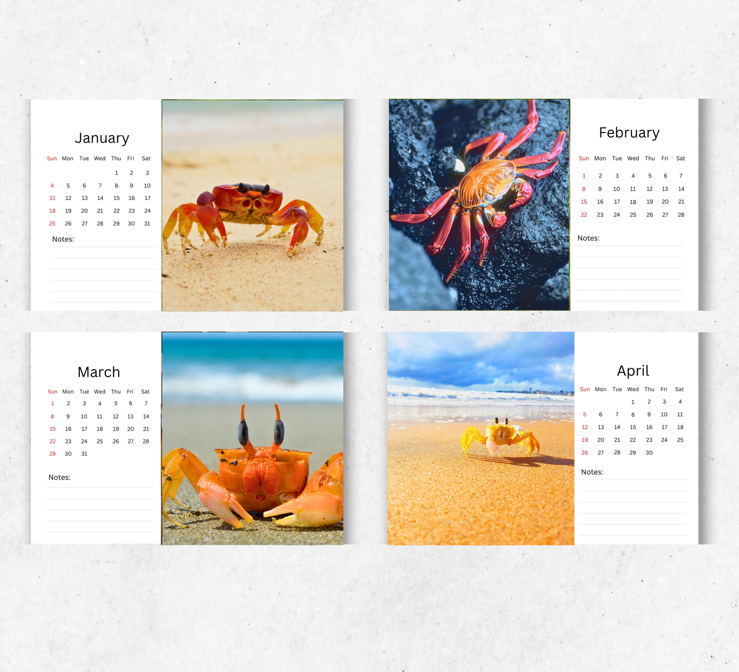 Crab Desk Calendar 2026-2027