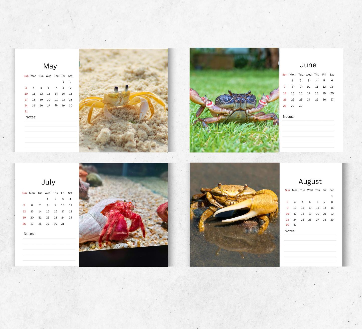 Crab Desk Calendar 2026-2027