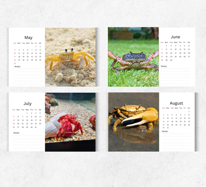 Crab Desk Calendar 2026-2027