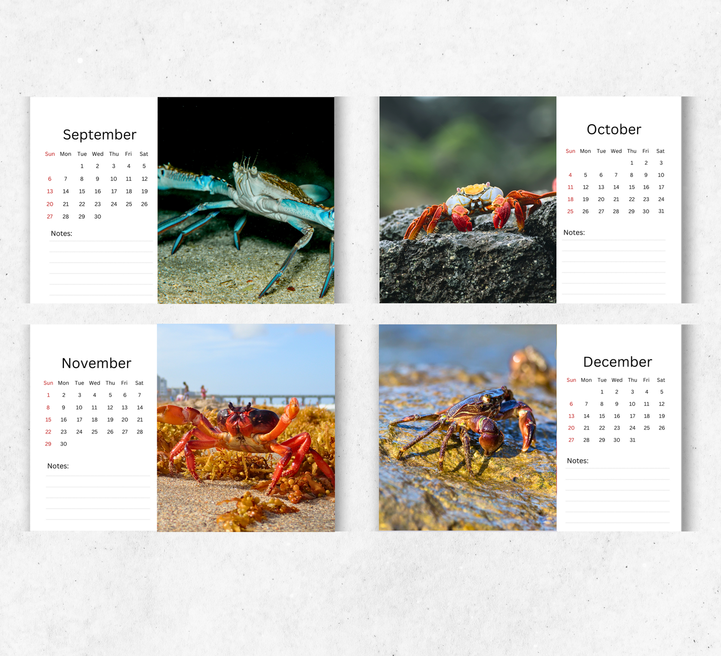 Crab Desk Calendar 2026-2027