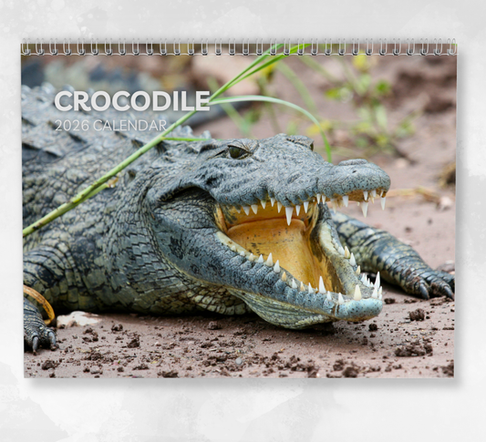Crocodile Calendar 2026