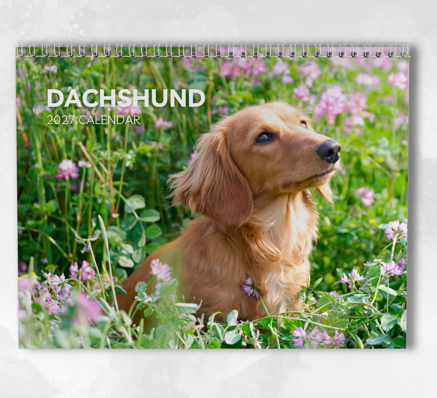 Dachshund Calendar 2027