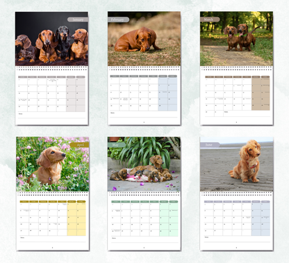 Dachshund Calendar 2027