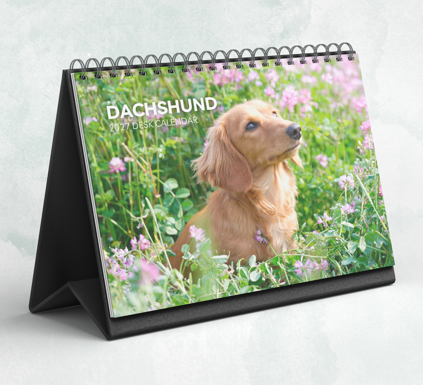 Dachshund Desk Calendar 2027-2028