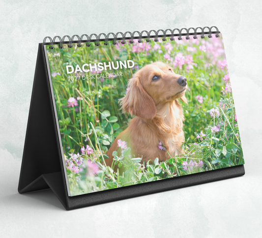 Dachshund Desk Calendar 2027-2028