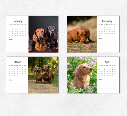 Dachshund Desk Calendar 2027-2028