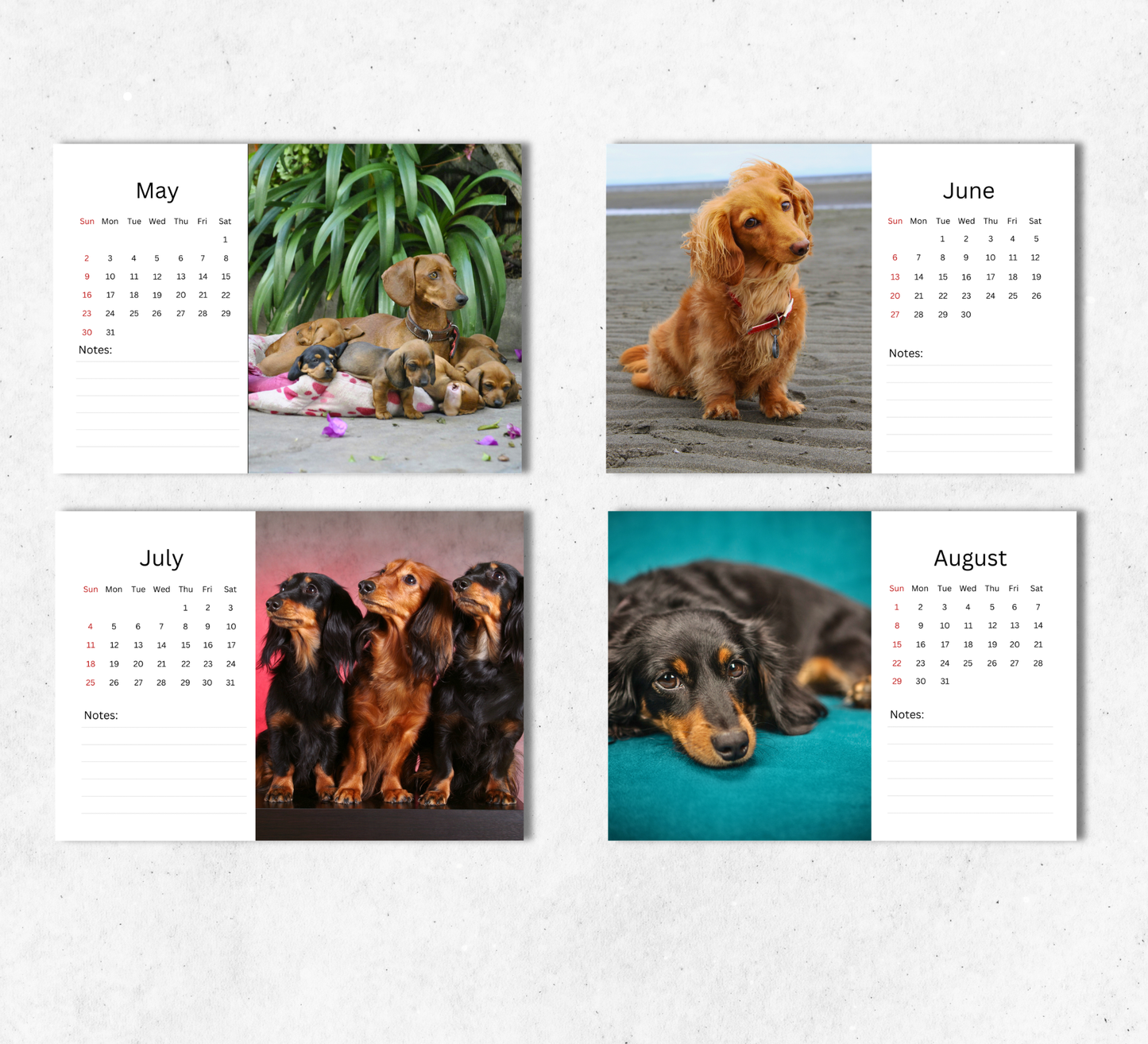 Dachshund Desk Calendar 2027-2028