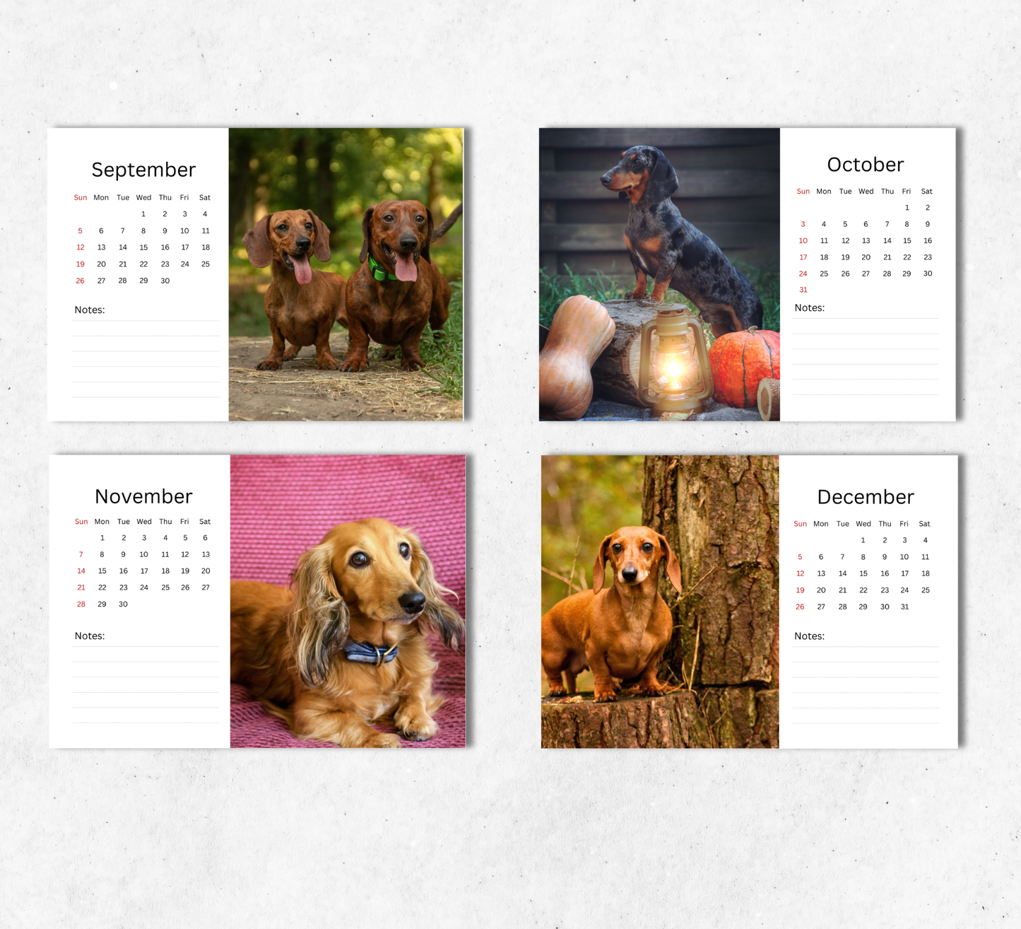 Dachshund Desk Calendar 2027-2028