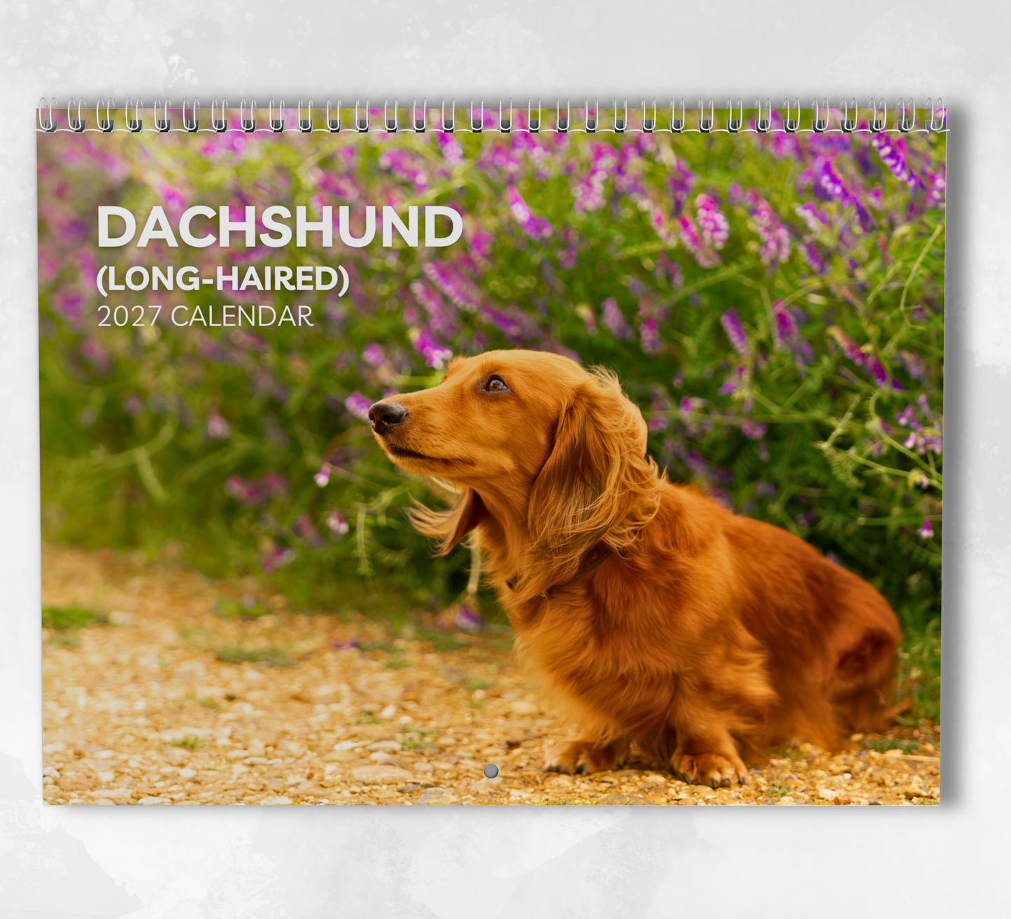 Dachshund (long haired) Calendar 2027