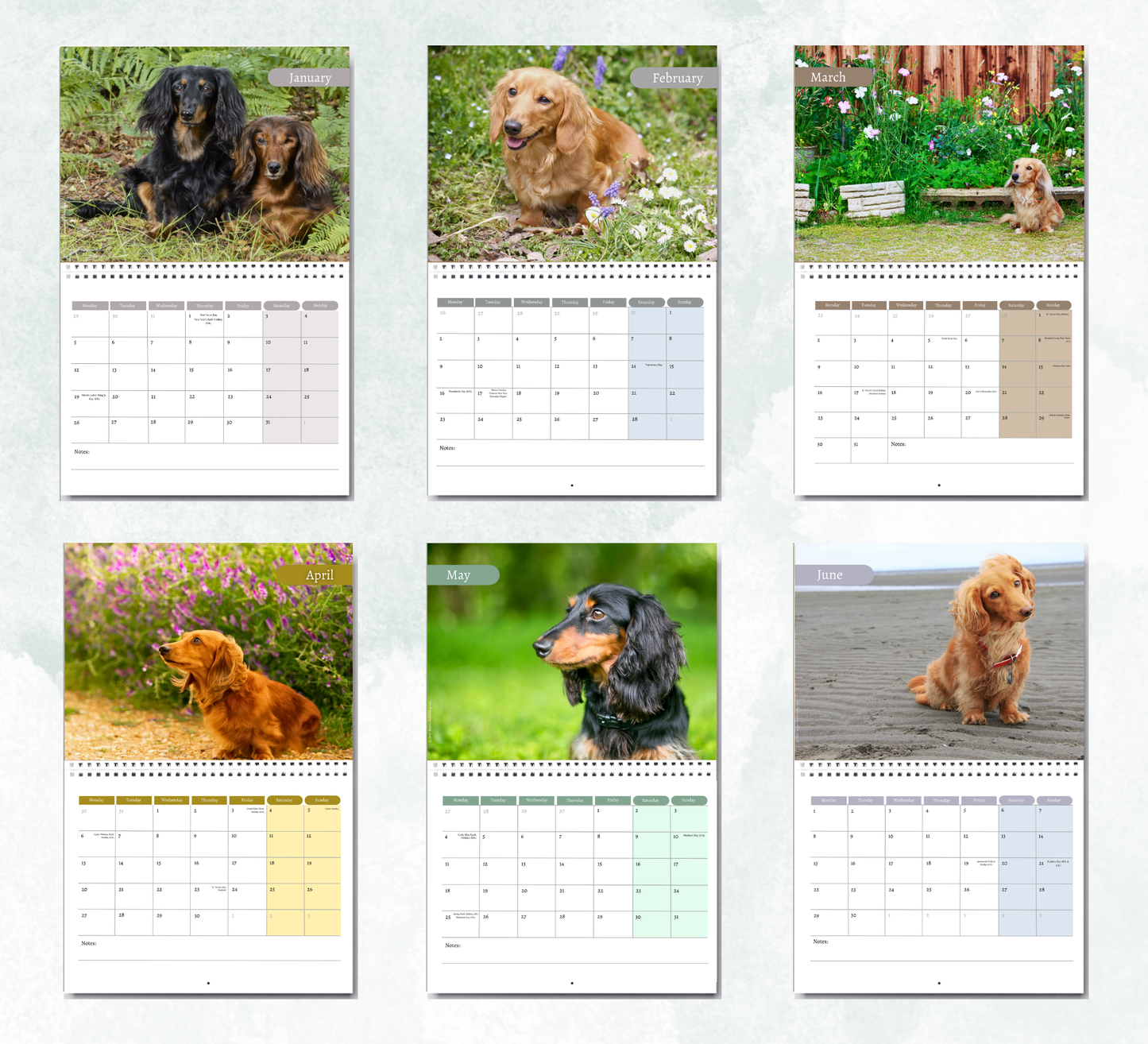 Dachshund (long haired) Calendar 2027