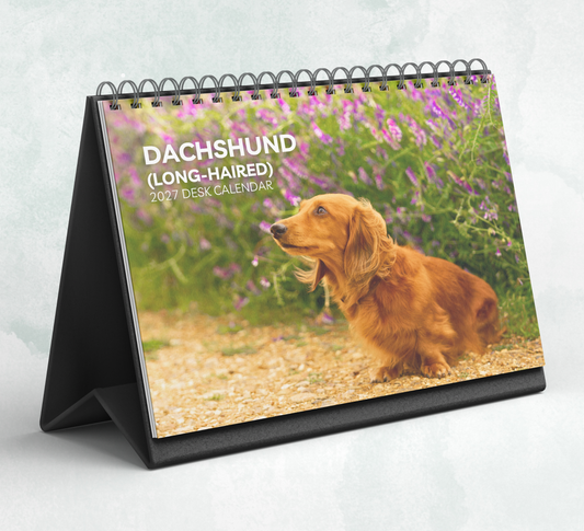 Dachshund (long-haired) Desk Calendar 2027-2028