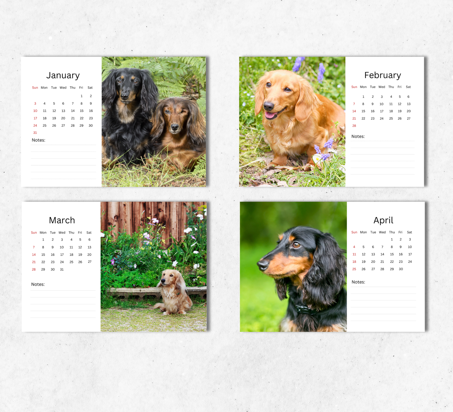 Dachshund (long-haired) Desk Calendar 2027-2028