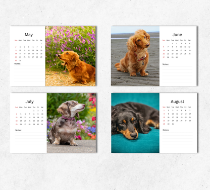 Dachshund (long-haired) Desk Calendar 2027-2028