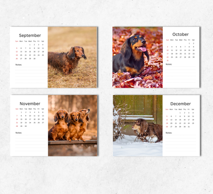 Dachshund (long-haired) Desk Calendar 2027-2028