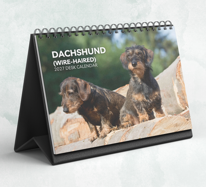 Dachshund (wire-haired) Desk Calendar 2027-2028