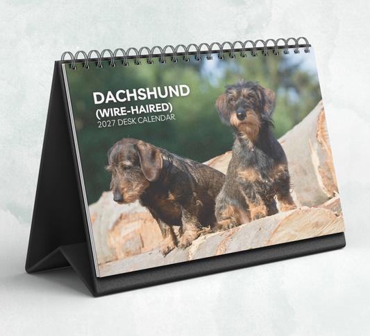 Dachshund (wire-haired) Desk Calendar 2027-2028