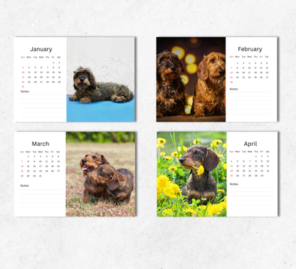 Dachshund (wire-haired) Desk Calendar 2027-2028