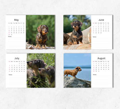 Dachshund (wire-haired) Desk Calendar 2027-2028