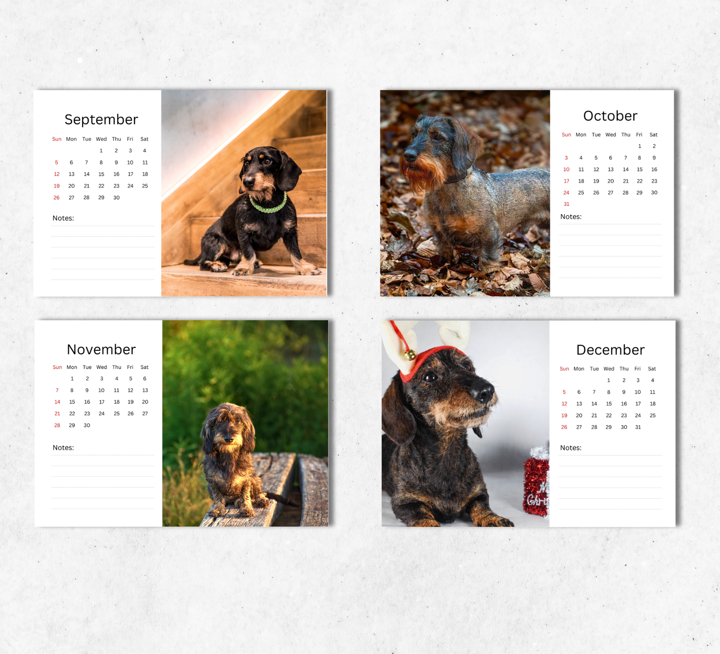 Dachshund (wire-haired) Desk Calendar 2027-2028
