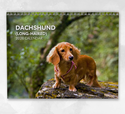 Dachshund (wire-haired) Calendar 2026