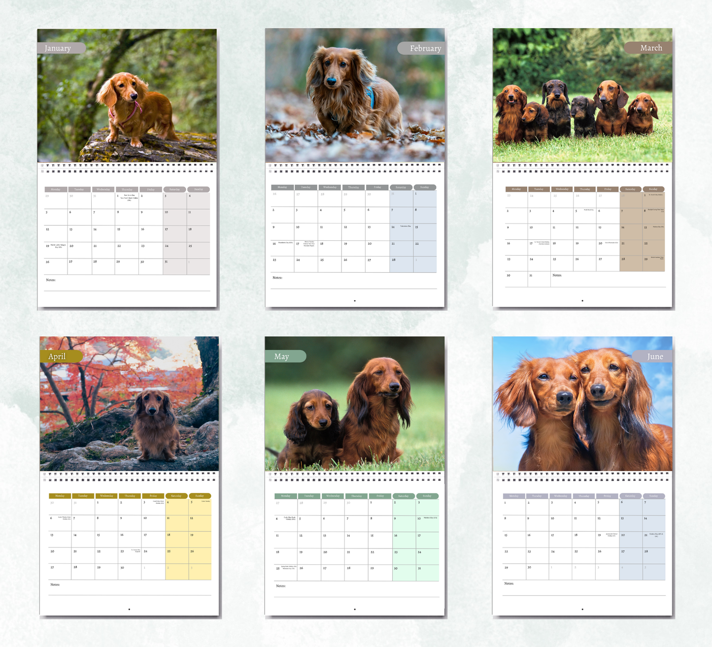 Dachshund (wire-haired) Calendar 2026