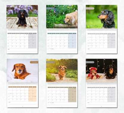 Dachshund (wire-haired) Calendar 2026