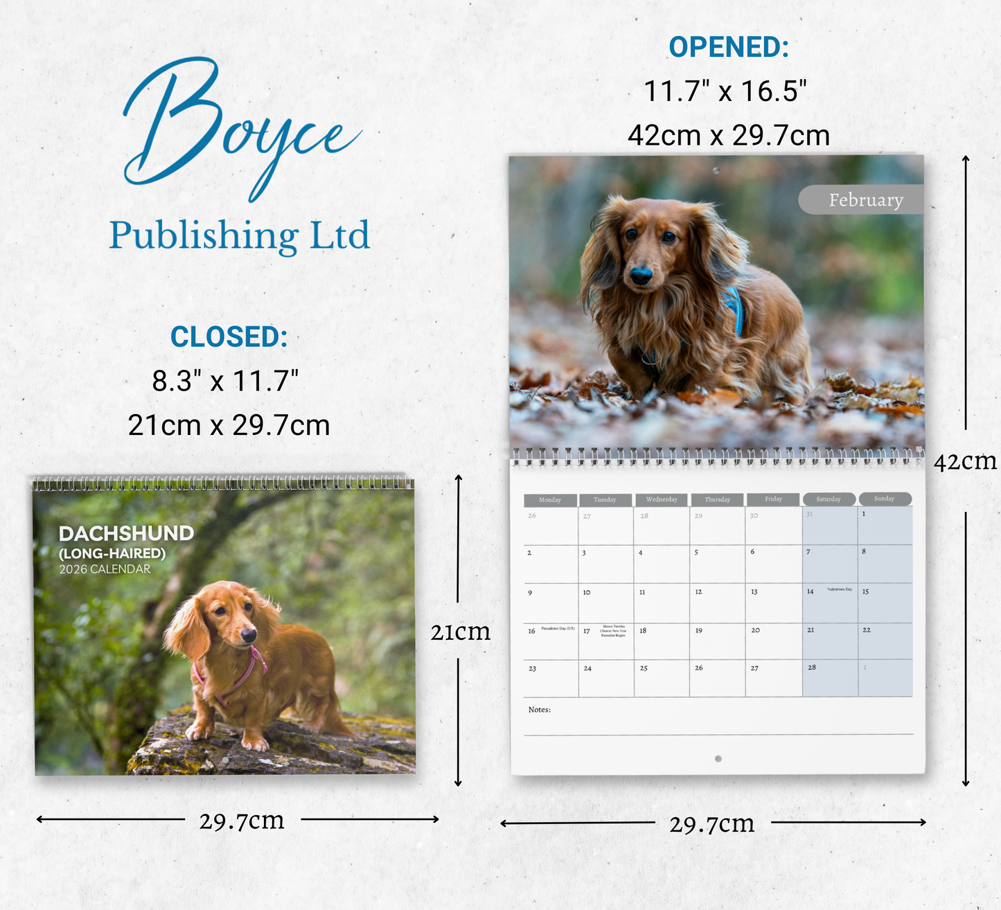 Dachshund (wire-haired) Calendar 2026