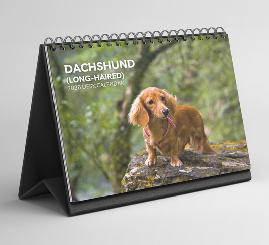 Dachshund (long-haired) Desk Calendar 2026-2027