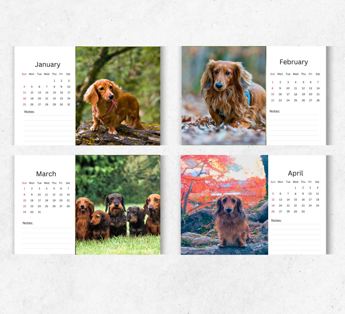 Dachshund (long-haired) Desk Calendar 2026-2027