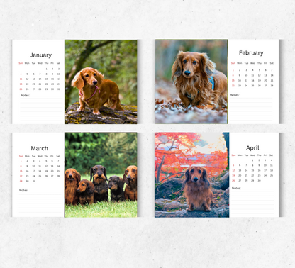 Dachshund (long-haired) Desk Calendar 2026-2027