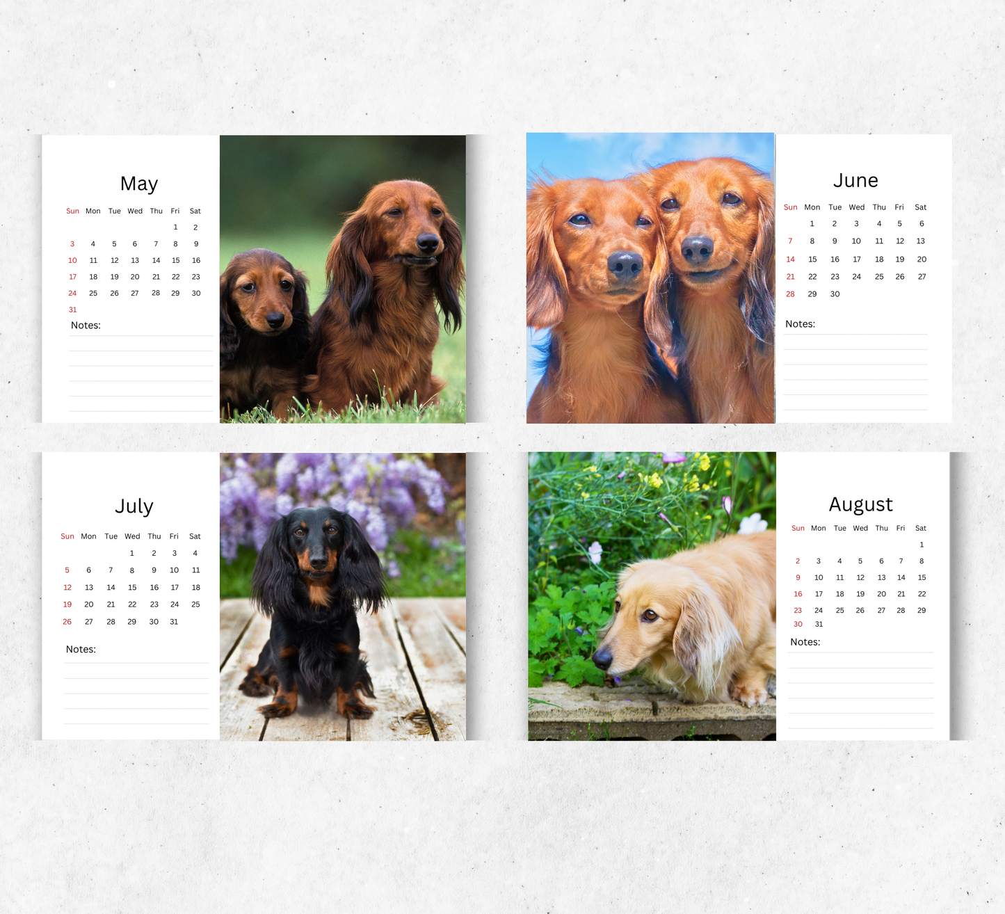 Dachshund (long-haired) Desk Calendar 2026-2027