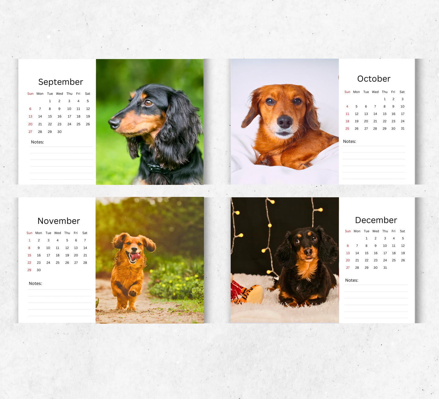 Dachshund (long-haired) Desk Calendar 2026-2027