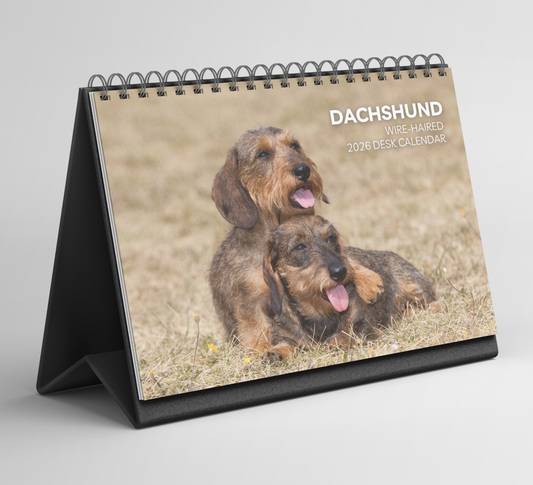 Dachshund (wire-haired) Desk Calendar 2026-2027