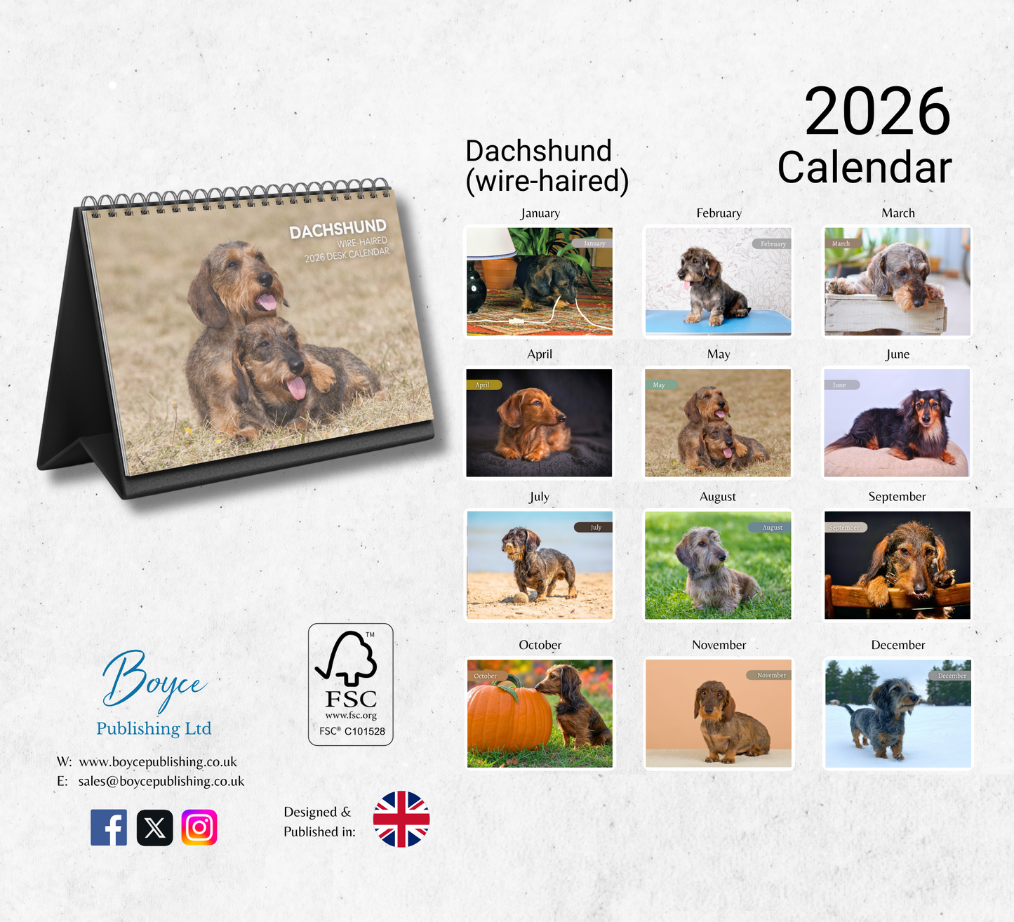 Dachshund (wire-haired) Desk Calendar 2026-2027