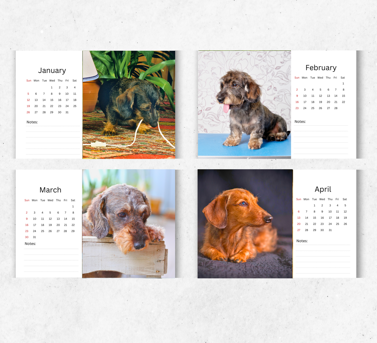 Dachshund (wire-haired) Desk Calendar 2026-2027