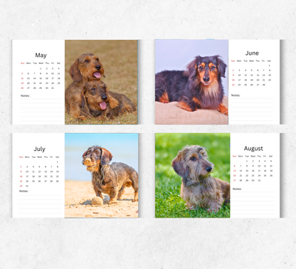 Dachshund (wire-haired) Desk Calendar 2026-2027