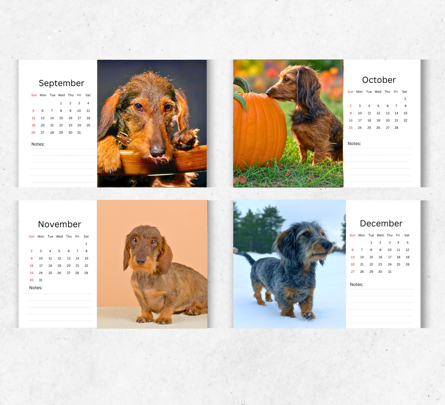 Dachshund (wire-haired) Desk Calendar 2026-2027