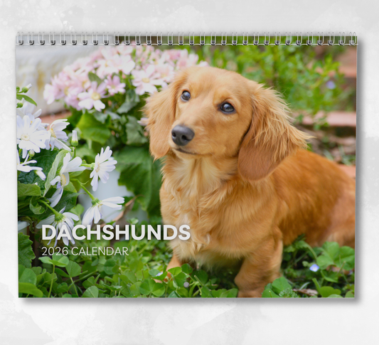 Dachshund Calendar 2026