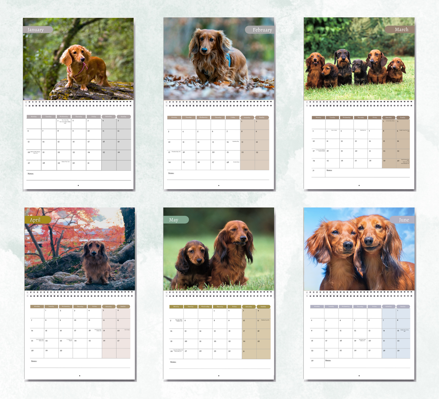 Dachshund Calendar 2026