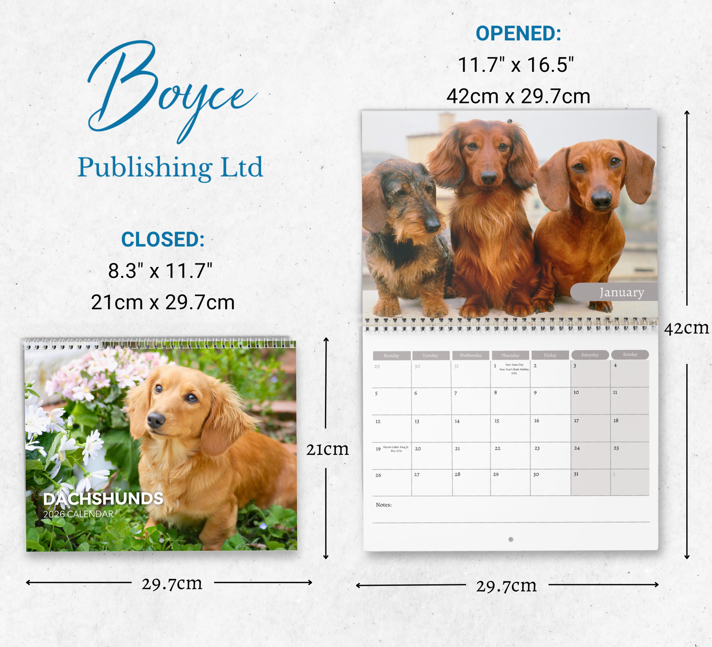 Dachshund Calendar 2026