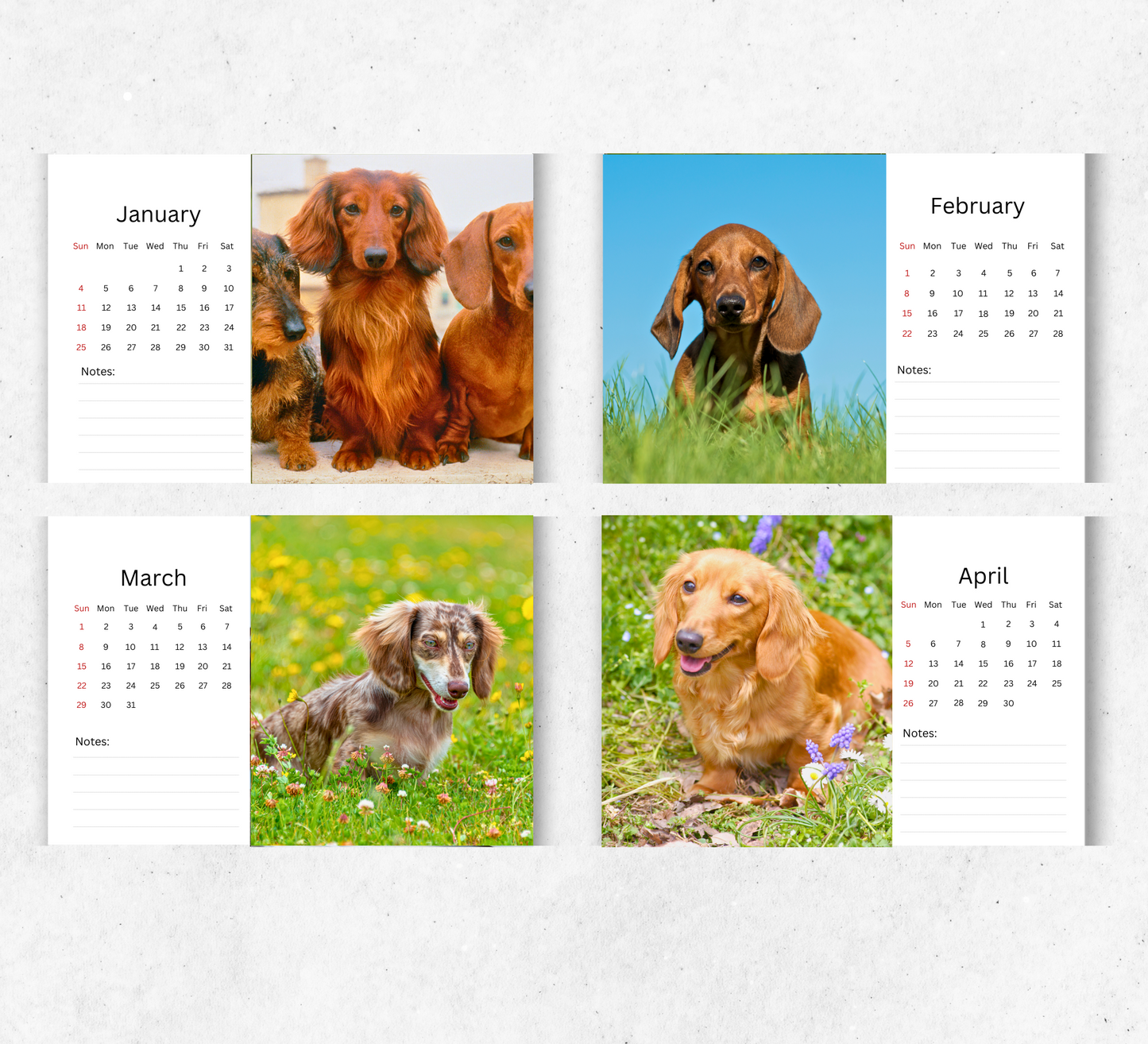 Dachshund Desk Calendar 2026-2027