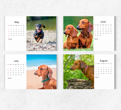 Dachshund Desk Calendar 2026-2027