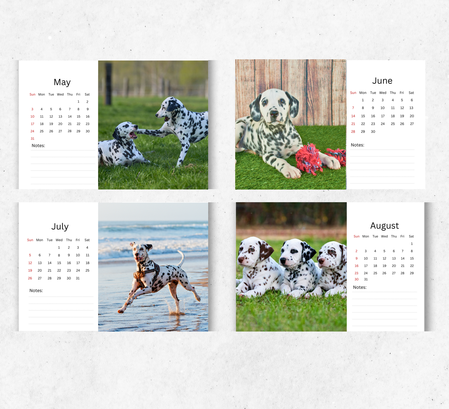 Dalmatian Desk Calendar 2026-2027